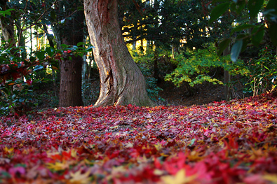 鶏足寺の紅葉