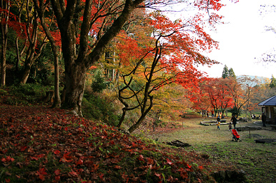 鶏足寺の紅葉