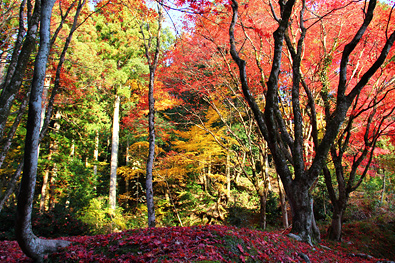 鶏足寺の紅葉