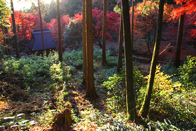鶏足寺の紅葉