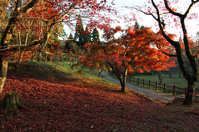 鶏足寺の紅葉