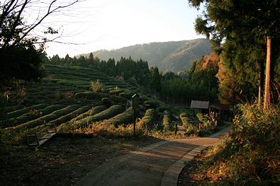 鶏足寺の紅葉