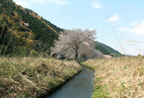 朽木の桜