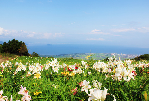 びわこ箱館山ゆり園 滋賀のイイとこブログ