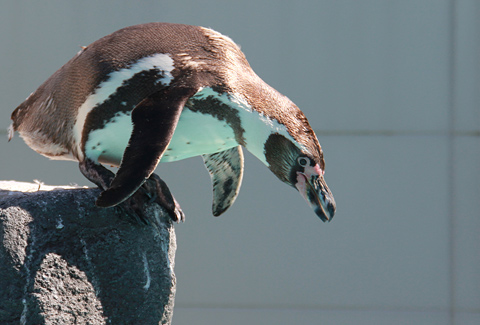 ペンギン