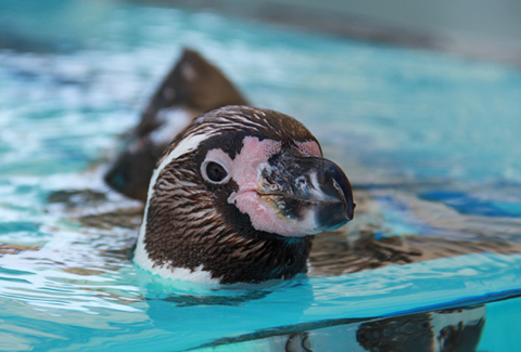 ペンギン