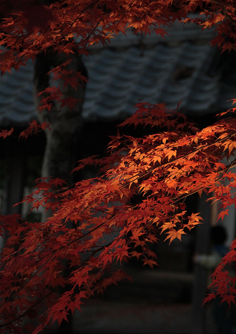 永源寺の紅葉