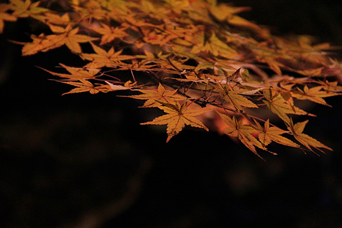 永源寺の紅葉