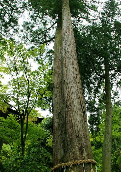 湖東三山 西明寺