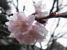 20150301sankakuji4