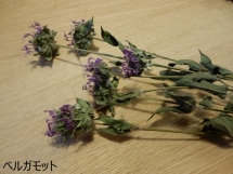 DSCN2224
