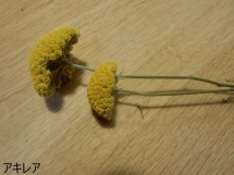 DSCN2214