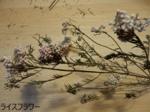 DSCN2207