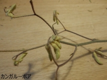DSCN2205