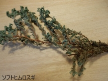 DSCN2198