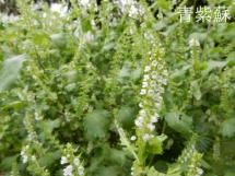 DSCN8053