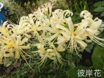 DSCN8055