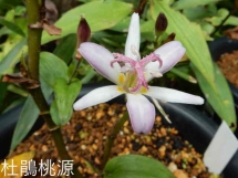 DSCN8057