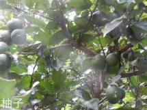 DSCN8076