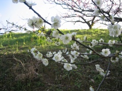 梅