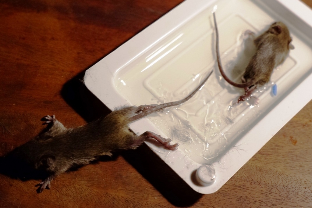 この一枚2022年 セブ篇 その（1） ネズミの駆除騒動 | セブ島工房