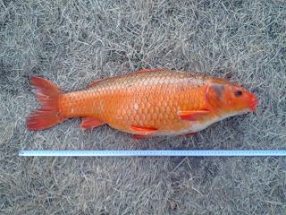 緋鯉73cm