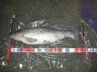草魚