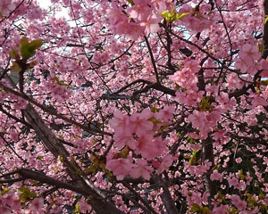 桜の花の写真