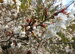 桜の花びらの写真1