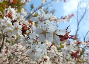 桜の花びらの写真2