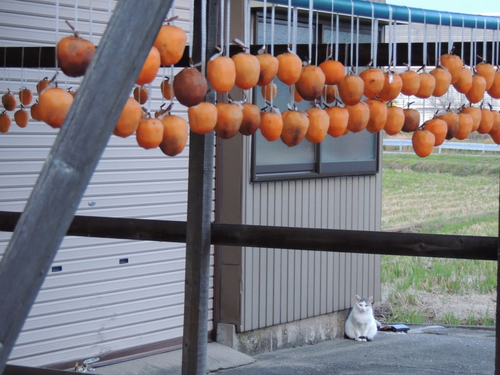 今年も柿とたまちゃん