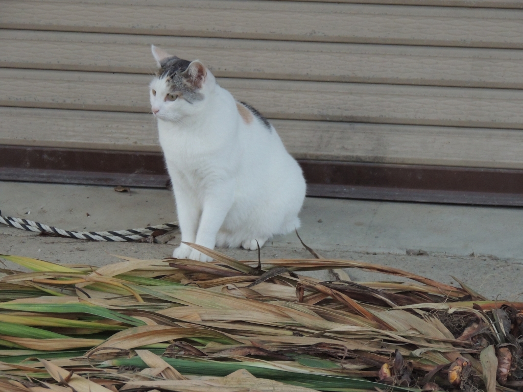 猫のひげと安納芋のだんご 猫の肩に力が抜けた時 きれいな布と遊ぶ時間