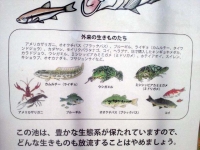 大根池の池干し2