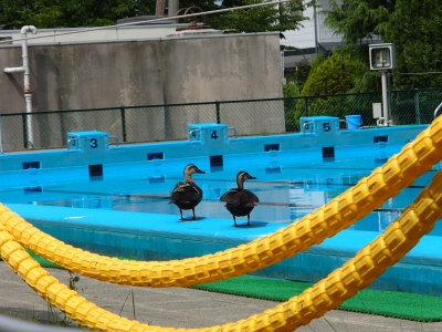 かも