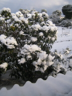 IMG_1177_1.JPG