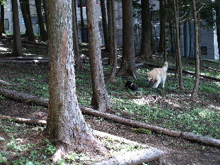宿ドッグラン