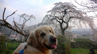 しだれとラルフ