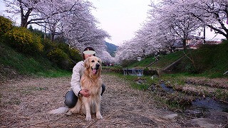 玉川の桜とラルフ