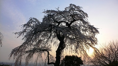 地蔵禅院のしだれ桜