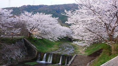 玉川の桜祭り