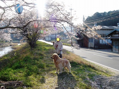 布目桜2