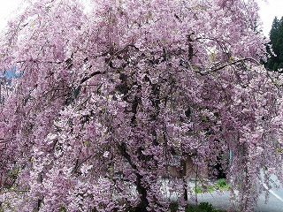 しだれ桜