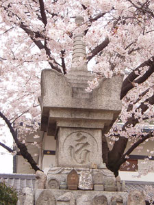 壬生寺の桜