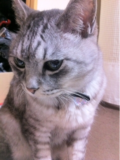 iPhoneImage.png