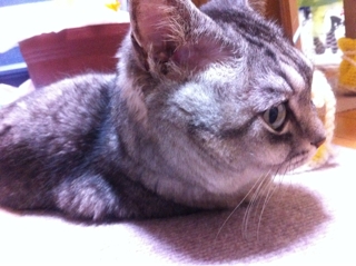 iPhoneImage.png