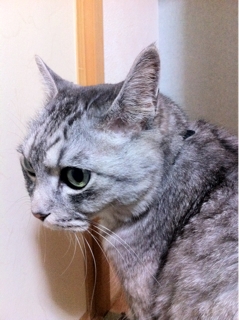 iPhoneImage.png