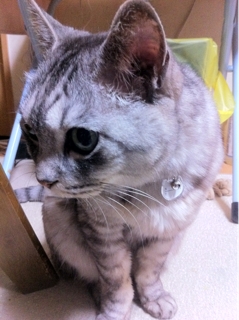 iPhoneImage.png