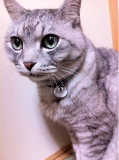 iPhoneImage.png