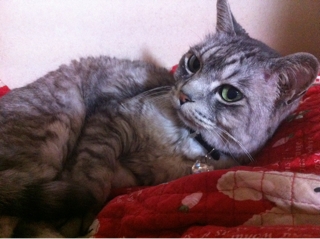iPhoneImage.png