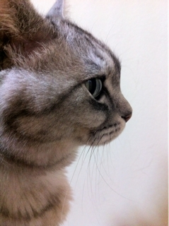 iPhoneImage.png